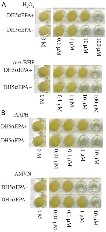 Fig. (1)