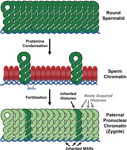 Figure 2