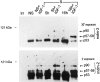 Figure 11.