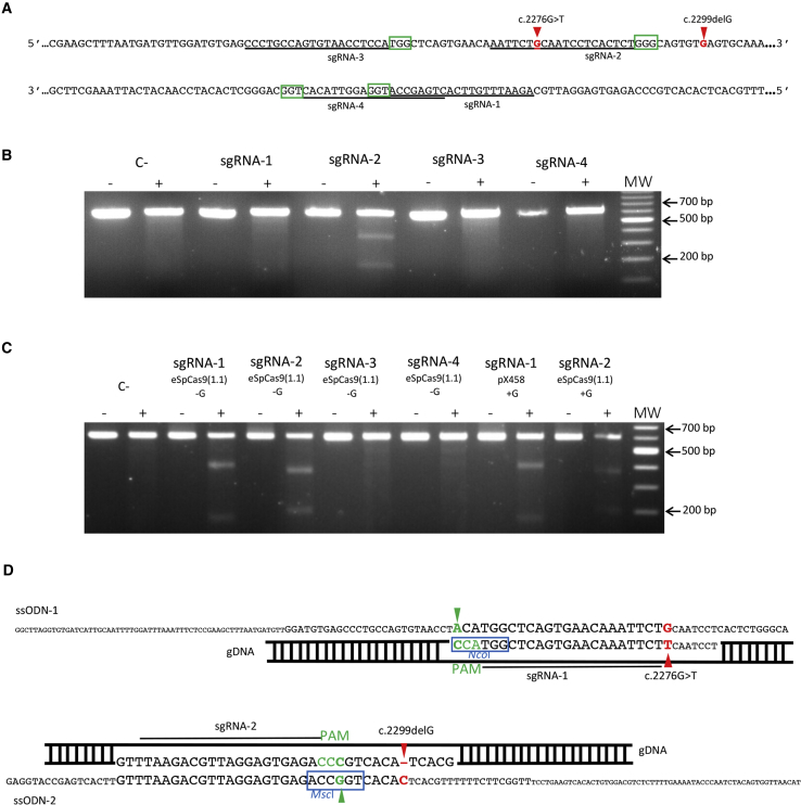 Figure 1