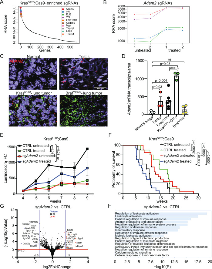 Fig. 3 ADAM2 regulates leukocyte activation and cytokines in Kras-driven lung cancer.