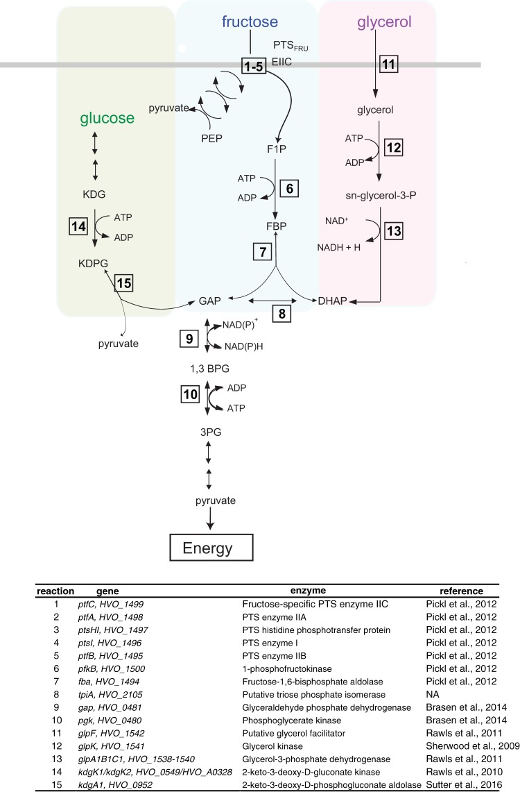 FIG 1