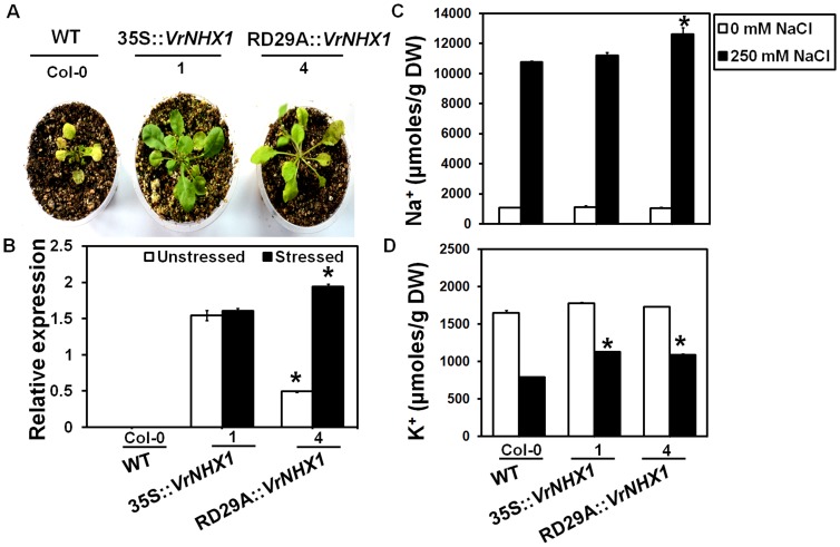 Figure 11