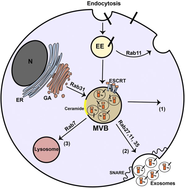 Fig. 2