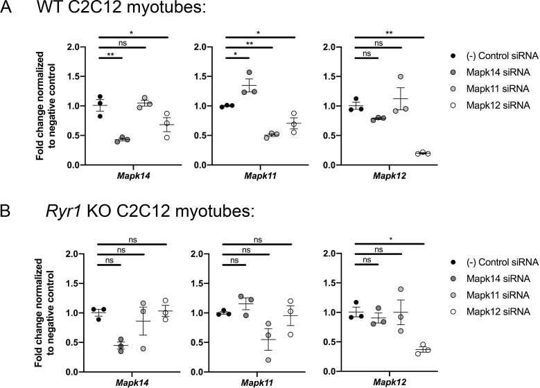 Figure 5—figure supplement 2.