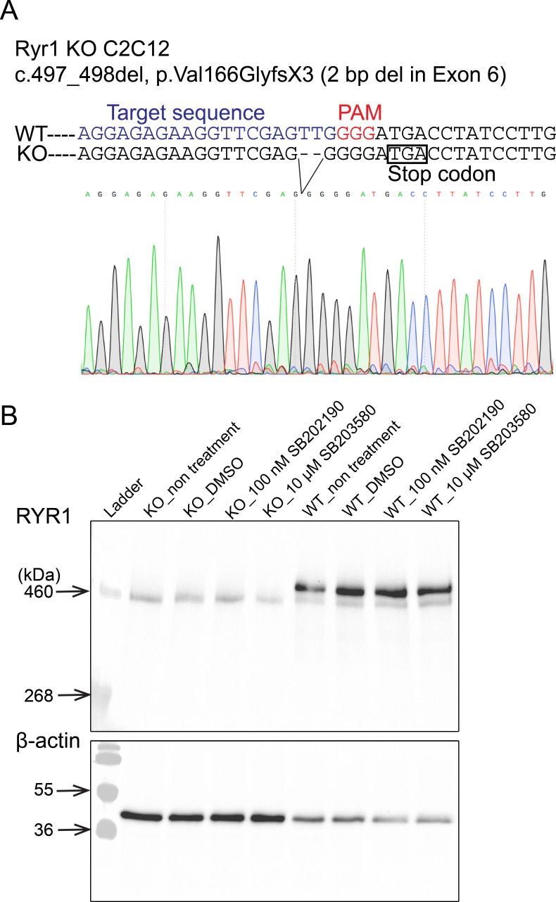 Figure 5—figure supplement 1.