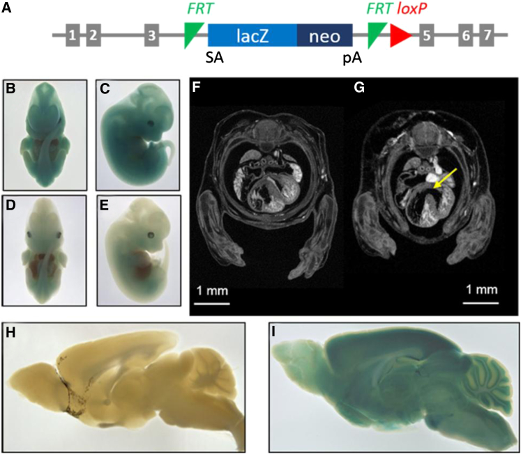 Figure 3