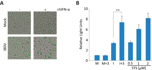 FIG 11