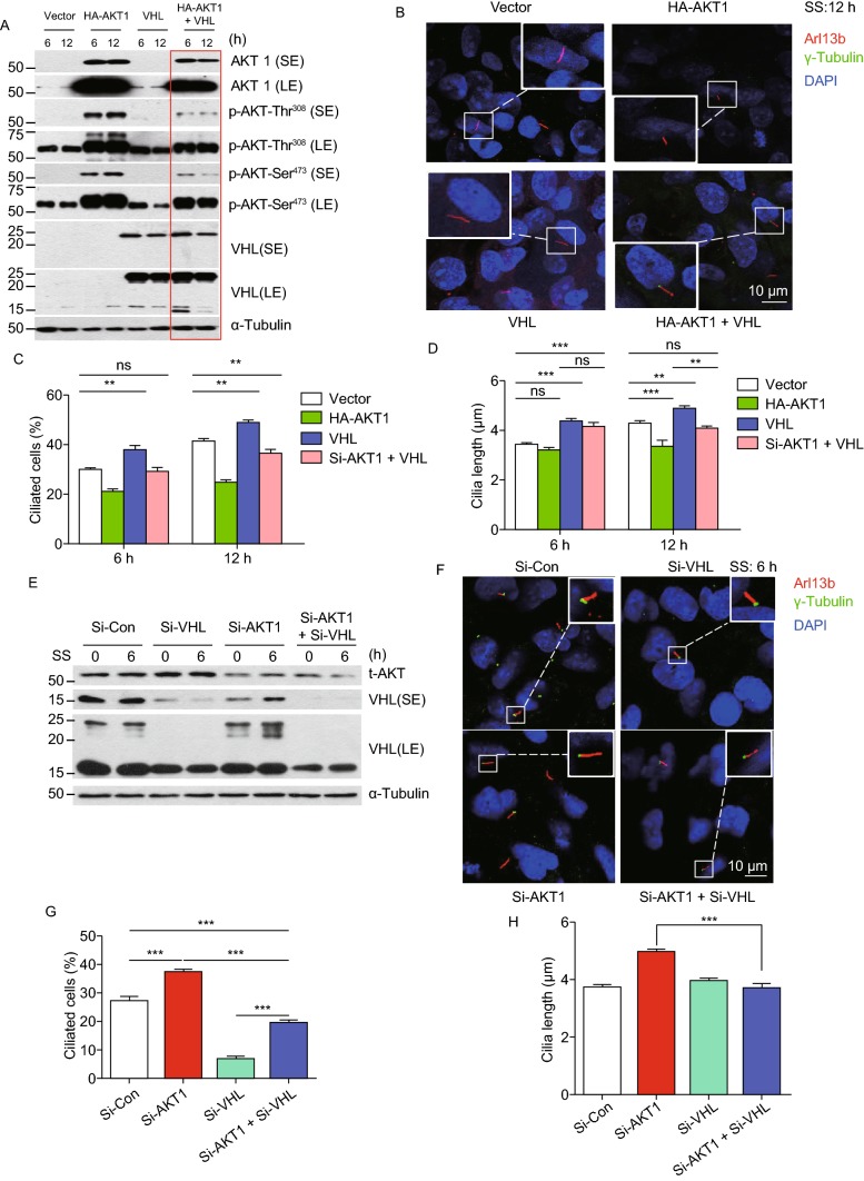 Figure 6