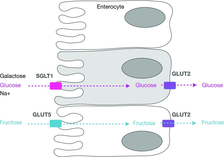 Fig. 1