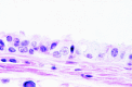 <sc>fig</sc> 4.