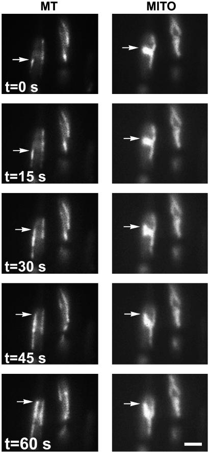 Fig. 3.