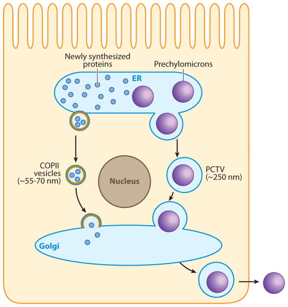 The Biogenesis of Chylomicrons - PMC