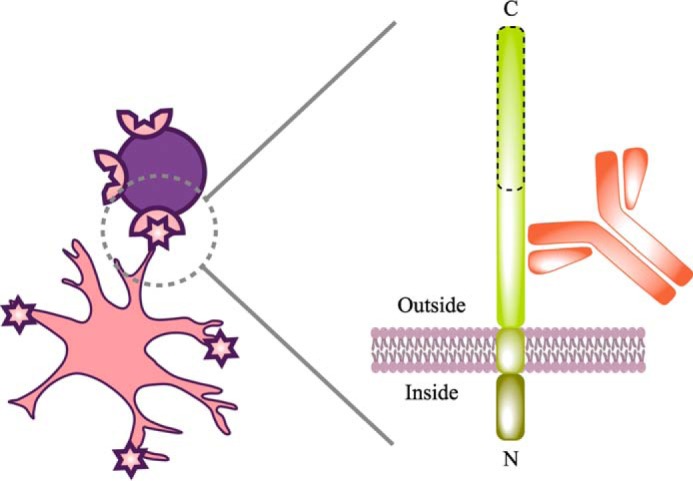 Figure 11.