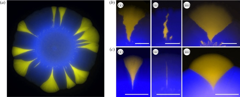 Figure 13.