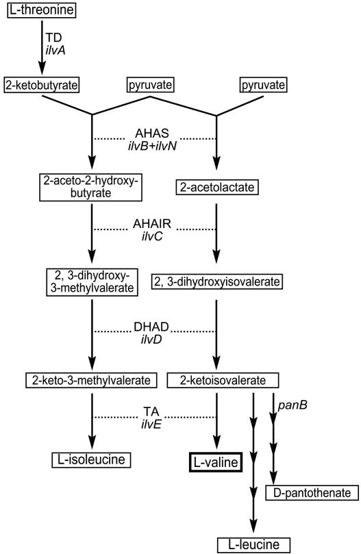 FIG. 1.