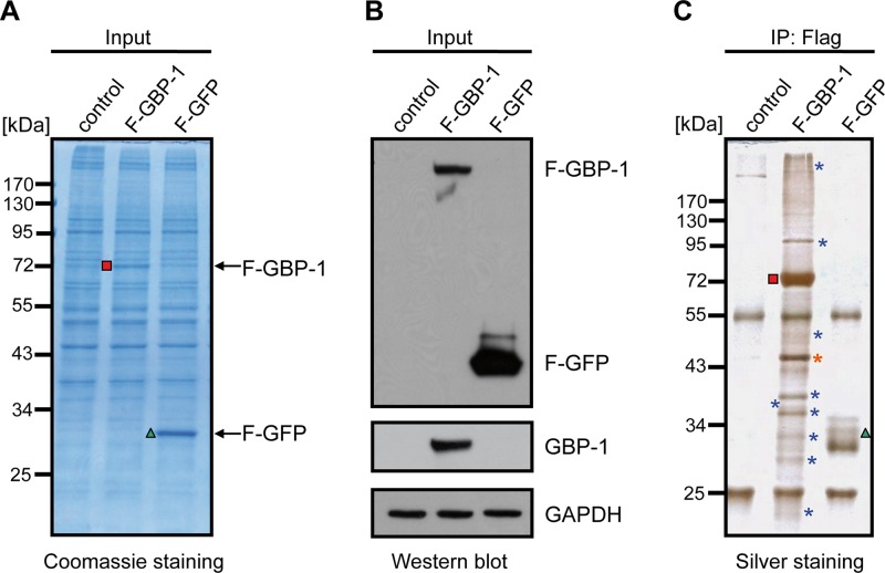 FIG 1