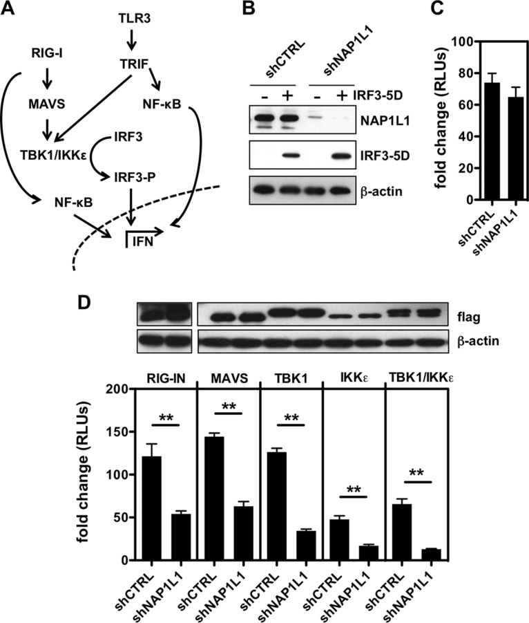 FIG 8