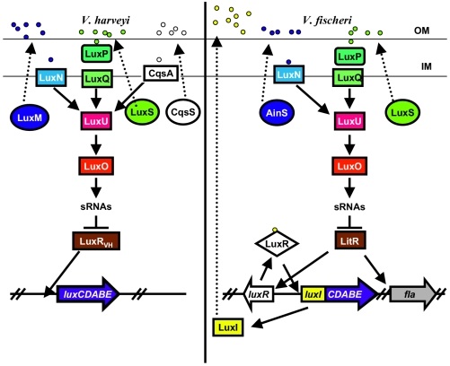 FIG. 1.