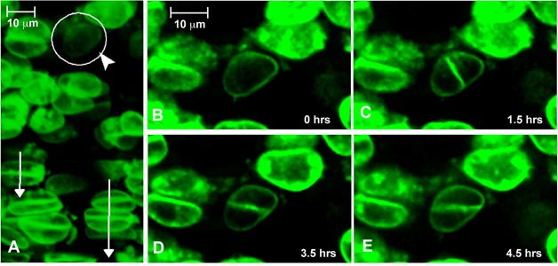 Fig. 3.