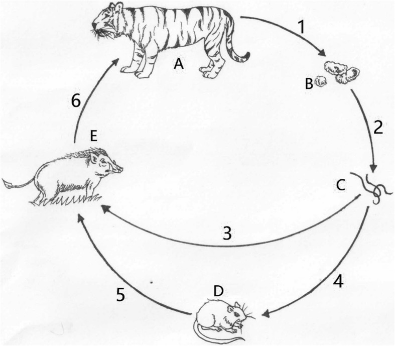 Fig. 2