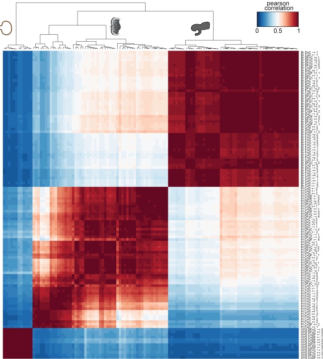 Figure 2—figure supplement 1.