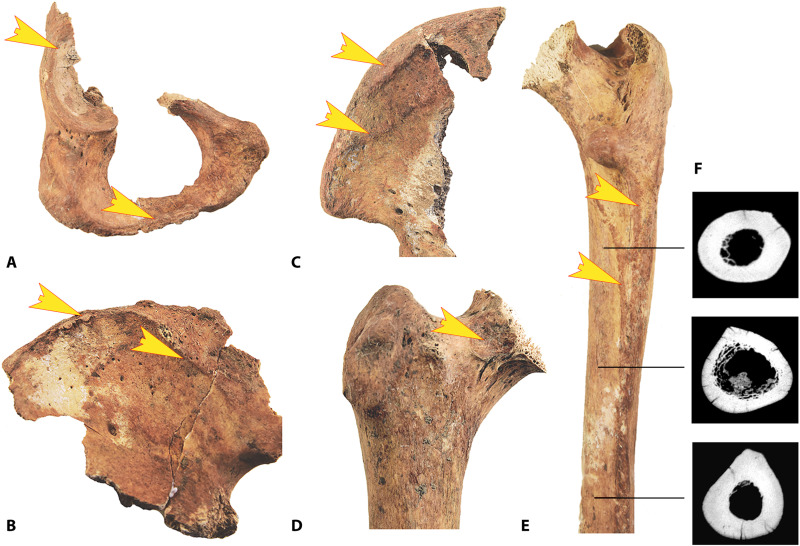 Fig. 3.