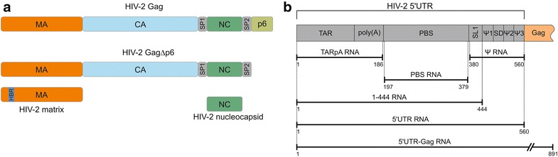 Fig. 1