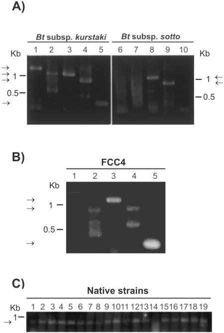 FIG. 2.