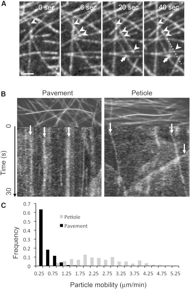 Figure 3