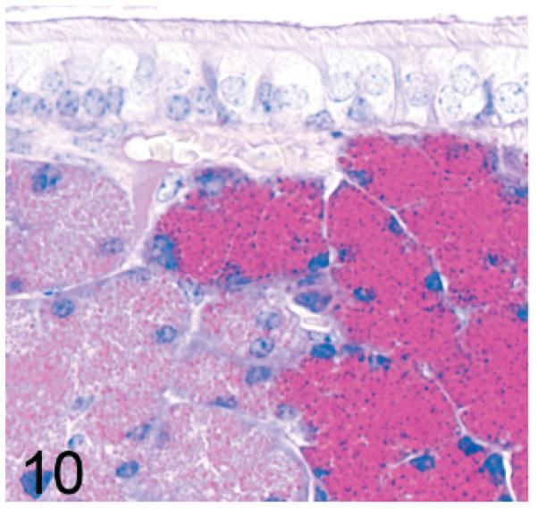 Fig. 10