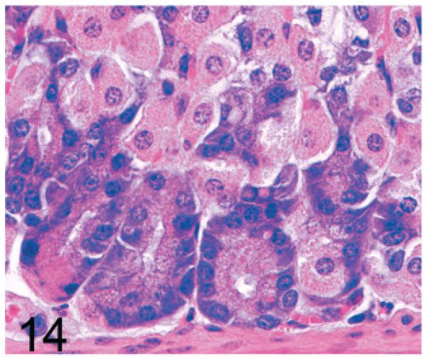 Fig. 14