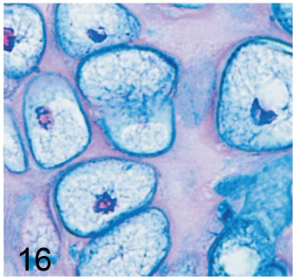 Fig. 16