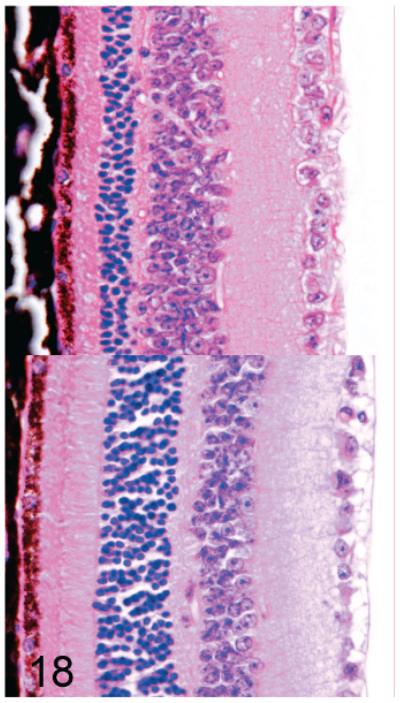 Fig. 18