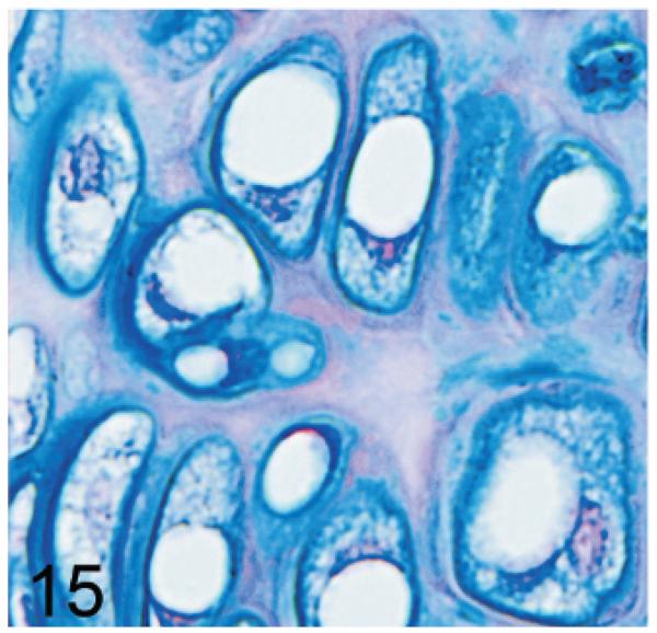 Fig. 15