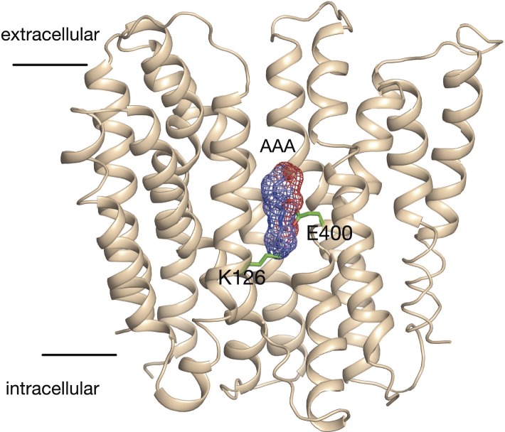 Figure 6—figure supplement 1.