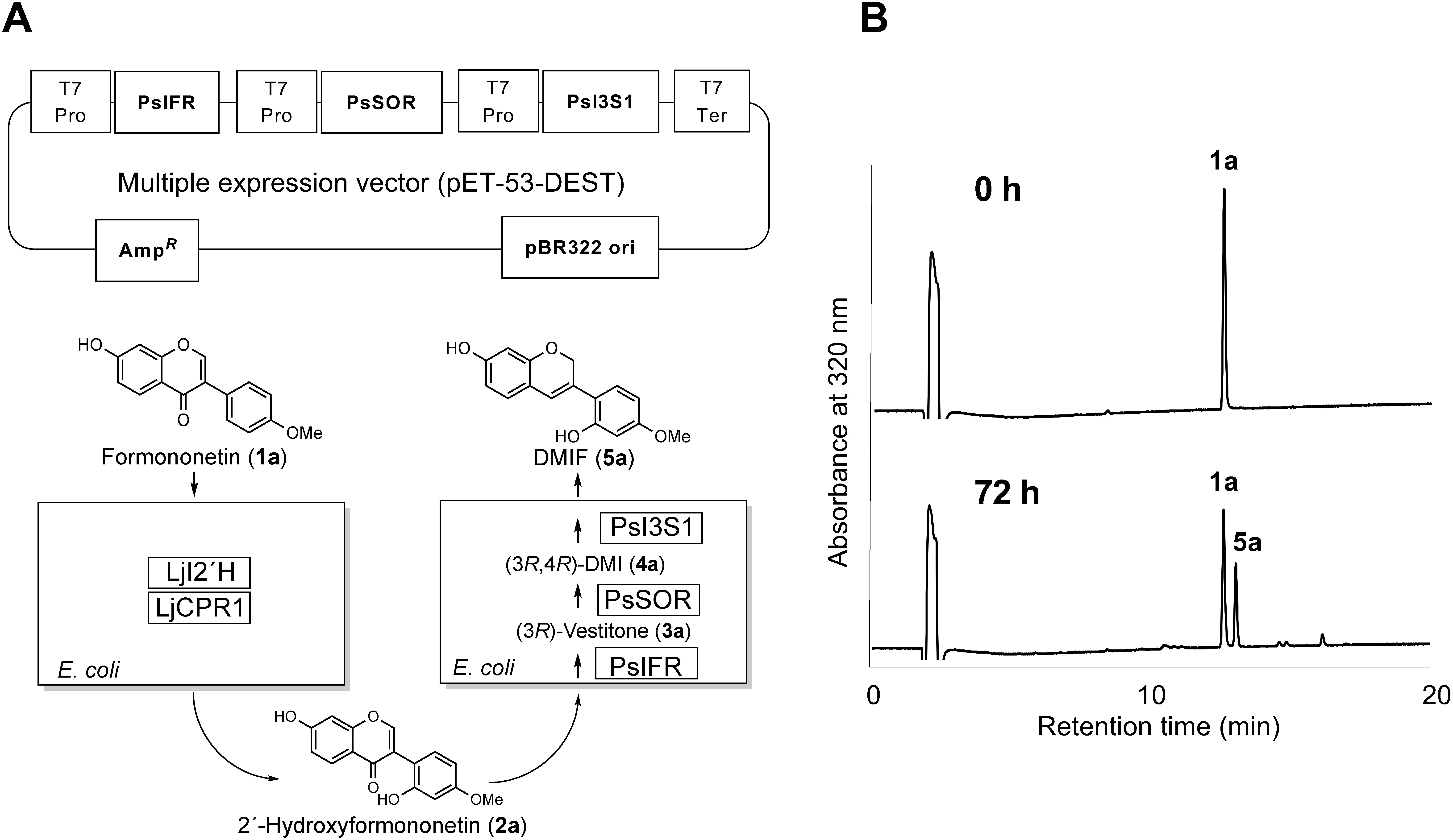 Figure 5. One-pot synthesis of isoflav-3-ene from isoflavone. Multiple expression vector and biosynthetic scheme (A) and HPLC chromatogram (B) are shown. Upper chromatogram and lower chromatogram show 0 h and 72 h after incubation with 1a, respectively (1a: formononetin, 5a: DMIF). T7 Pro, T7 promoter; T7 Ter, T7 terminator; AmpR, ampicillin resistance gene.