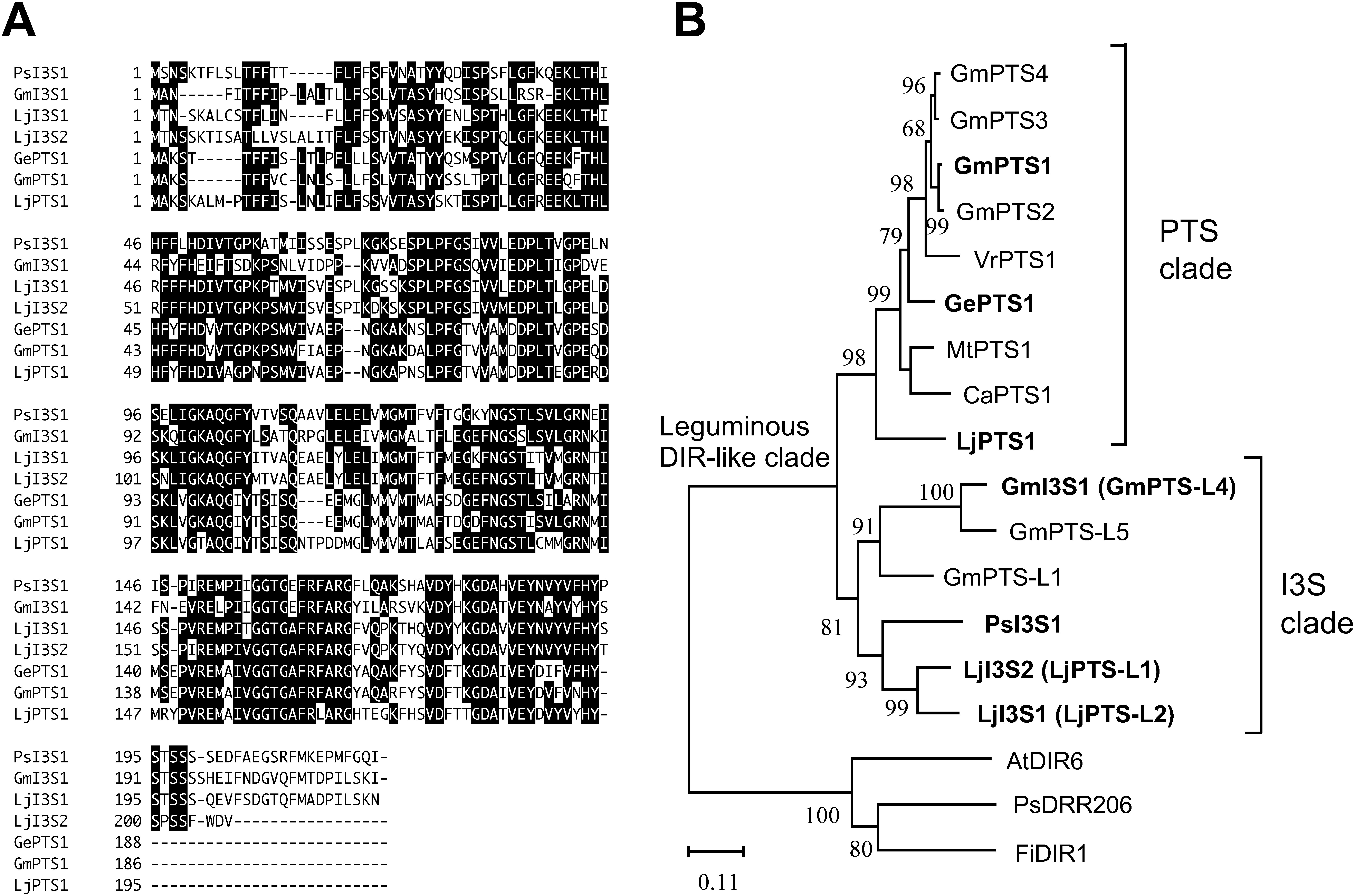 Figure 3. Alignment of amino acid sequences and the phylogenetic relationships among I3S, PTS, and the related DIR domain-containing proteins. (A) The amino acid residues with at least four identical sequences are in the reverse type. Gaps (−) are inserted to optimize alignment. (B) Evolutionary history was inferred using the Neighbor-Joining method. The percentage of replicate trees where the associated taxa are clustered together in the bootstrap test (1,000 replicates) are shown next to the branches. Accession numbers of proteins are listed in Supplementary Data S6.