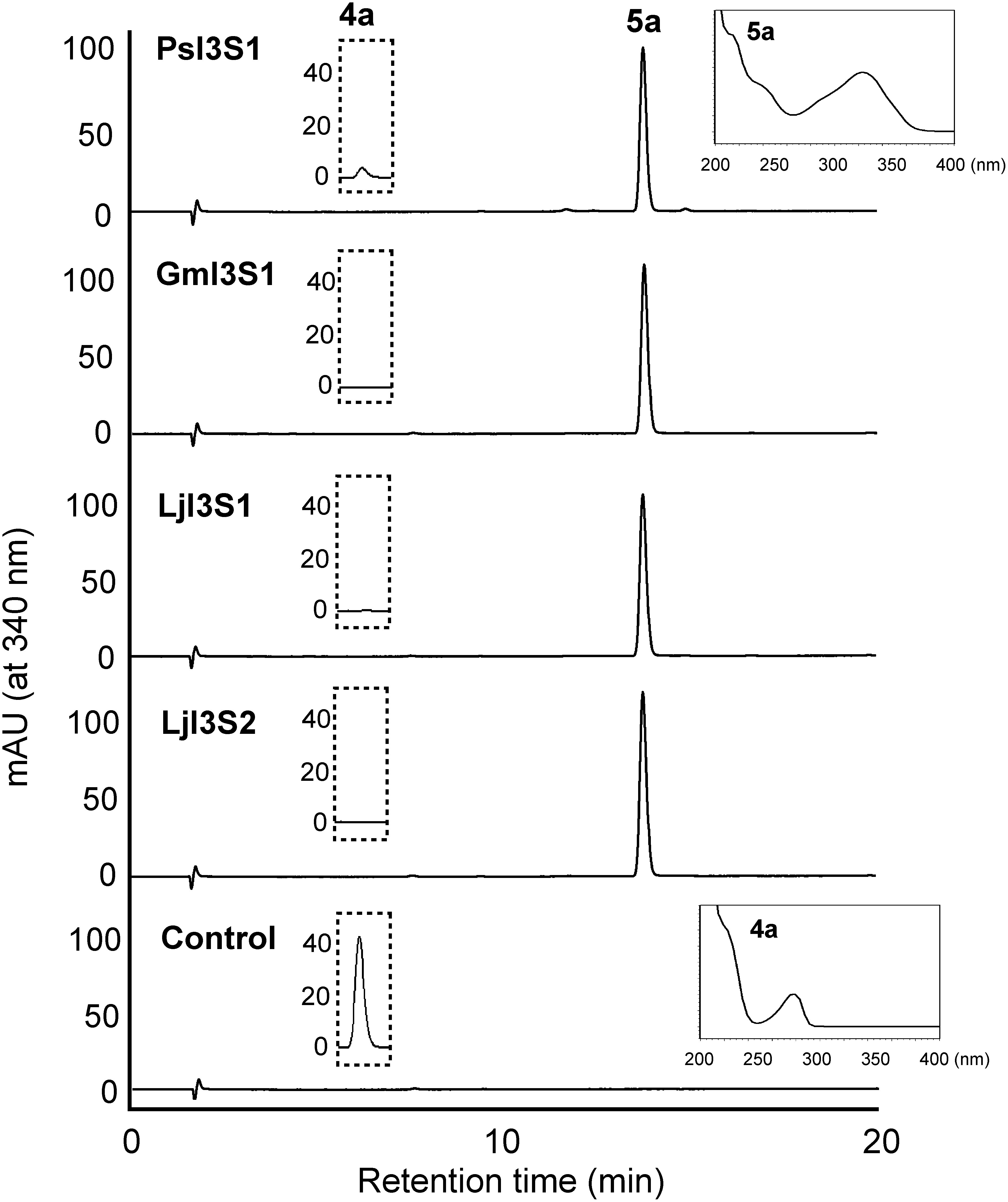 Figure 2. HPLC elution profiles of the products of recombinant I3S reactions. Affinity purified PsI3S1 and crude extracts of E. coli expressing I3S proteins of soybean (GmI3S1) and L. japonicus (LjI3S1 and LjI3S2) were reacted with (3R,4R)-DMI (4a), and ethyl acetate extracts of the reaction mixtures were analyzed. Because the maximum absorbances of the substrate (λmax 280 nm, retention time 5.6 min) and product (5a, λmax 340 nm, retention time 13.8 min) are largely different, the substrate was not detected in this chromatogram. The ordinate scales of the HPLC charts are equal. The eluates (retention times 5.0 to 6.0 min) monitored at 280 nm are shown in the dotted line frame, and the ordinate scales represent mAU. UV spectra of the product (5a) by PsI3S1 reaction and the substrate (4a) are shown in the line frame. A crude extract of E. coli transformed with pET-21a was used as the control.