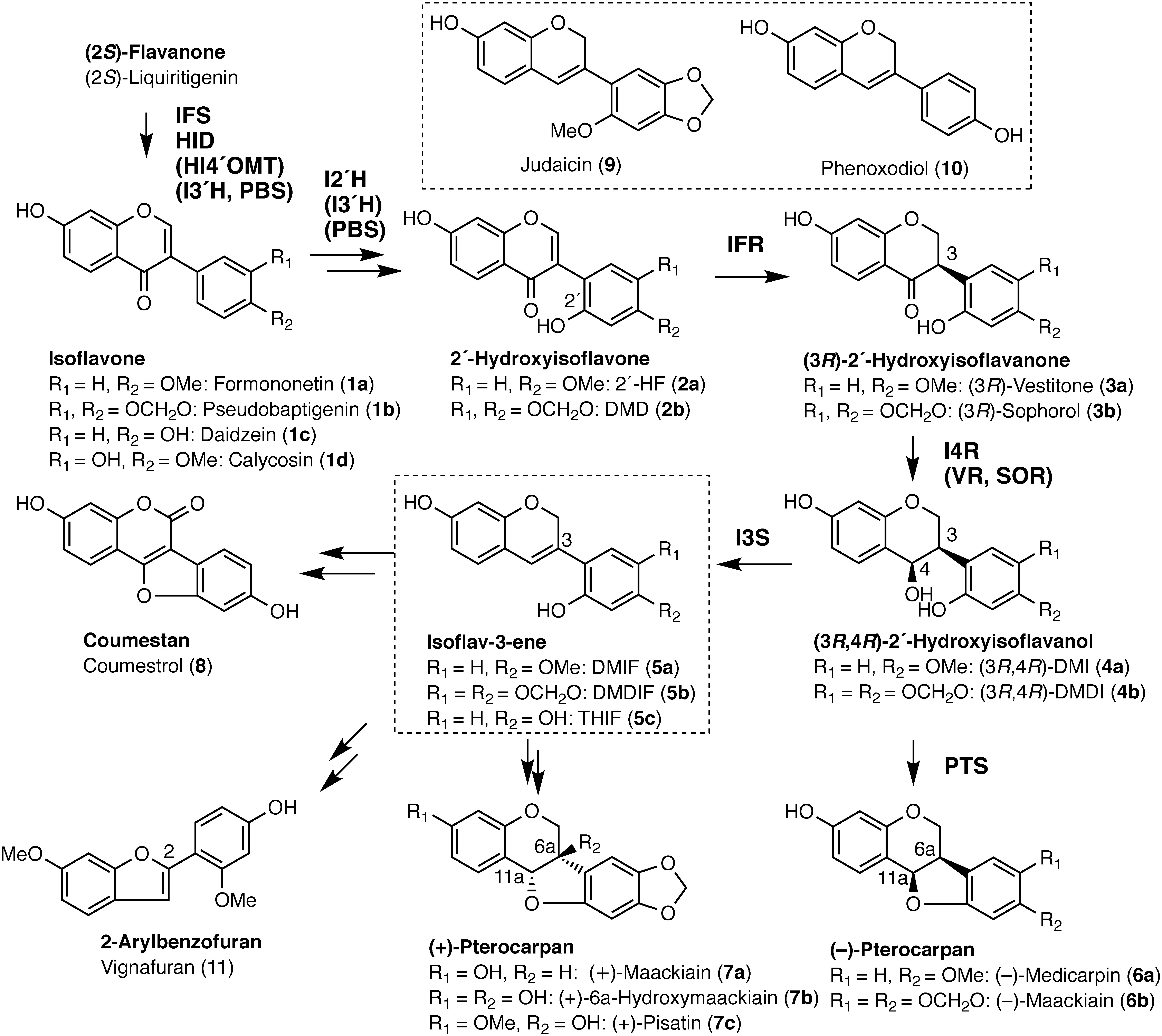 Figure 1. Biosynthesis of (+)-pisatin and related compounds. Names of skeletons and individual compounds are shown in bold and plain fonts, respectively. Isoflav-3-enes are shown inside the dotted-line frame. Biosynthesis of isoflavones and 2′-hydroxyisoflavones shown here constitutes a metabolic grid, and enzymes involved are shown in parentheses. Constituents of isoflavonoids of leguminous plants are as follows: (6a) Glycyrrhiza spp. and Medicago spp., (6b) Maackia spp., Cicer spp., and Trifollium spp., (7a) Styphnolobium japonicum, (7c) Pisum sativum, (8) Glycine max, Glycyrrhiza spp., Lotus japonicus, and Medicago spp., (9) Cicer spp., (10) Lespedeza homoloba, and (11) Vigna unguiculate. Abbreviations: IFS, 2-hydroxyisoflavanone synthase; HID, 2-hydroxyisoflavanone dehydratase; HI4′OMT, 2-hydroxyisoflavanone 4′-O-methyltransferase; I2′H, isoflavone 2′-hydroxylase; I3′H, isoflavone 3′-hydroxylase; I3S, isoflav-3-ene synthase; IFR, isoflavone reductase; I4R, 2′-hydroxyisoflavanone 4-reductase; PBS, pseudobaptigenin synthase; PTS, pterocarpan synthase; SOR, sophorol reductase; VR, vestitone reductase; 2′HF, 2′-hydroxyformononetin; DMD, 7,2′-dihydroxy-4′,5′-methylenedioxyisoflavone; DMI, 7,2′-dihydroxy-4′-methoxyisoflavanol; DMDI, 7,2′-dihydroxy-4′,5′-methylenedioxyisoflavanol; DMIF, 7,2′-dihydroxy-4′-methoxyisoflav-3-ene; DMDIF, 7,2′-dihydroxy-4′,5′-methylenedioxyisoflav-3-ene; THIF, 7,2′,4′-trihydroxyisoflav-3-ene.