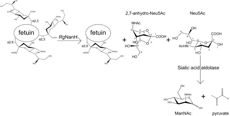 Fig. 1