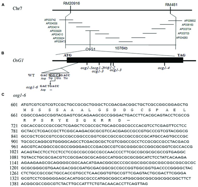 FIGURE 1