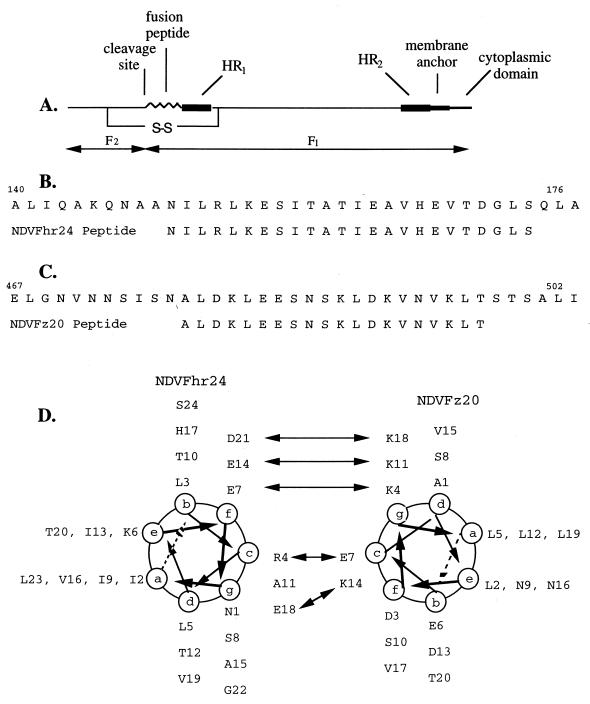 FIG. 1