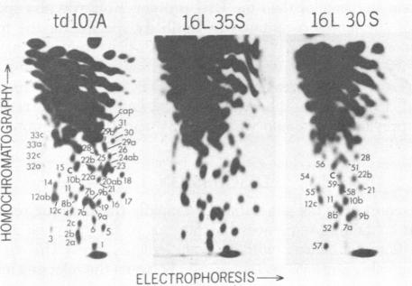 graphic file with name pnas00455-0263-a.jpg