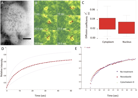 Fig. 10.