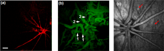 Fig. 6