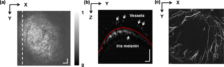 Fig. 4