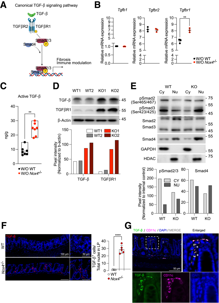 Figure 6