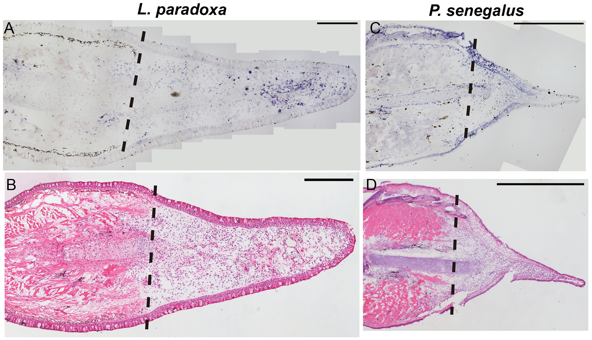 Figure 2: