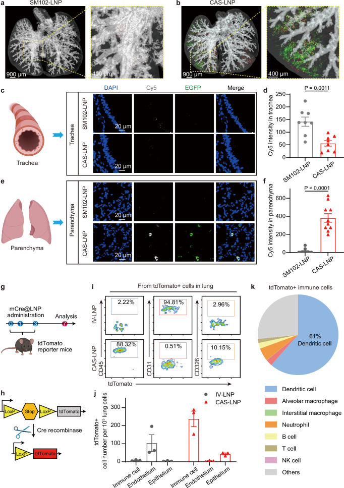 Charge-assisted stabilization of lipid nanoparticles enables inhaled ...